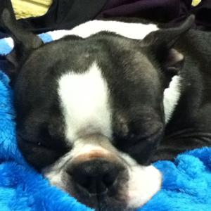 Boston Terrier