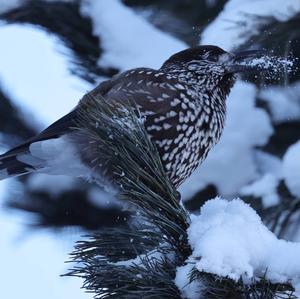 Spotted Nutcracker