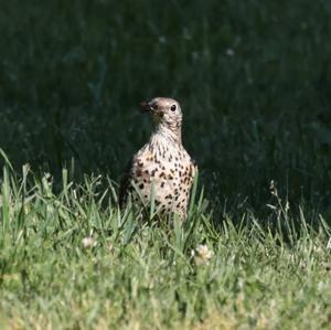 Mistle Thrush