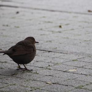 Eurasian Blackbird