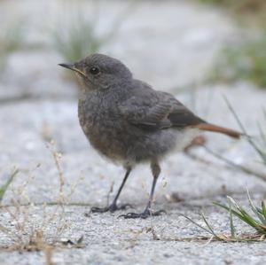 Black Redstart