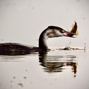 Great Crested Grebe