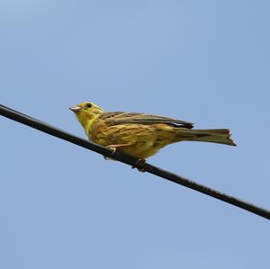 Yellowhammer