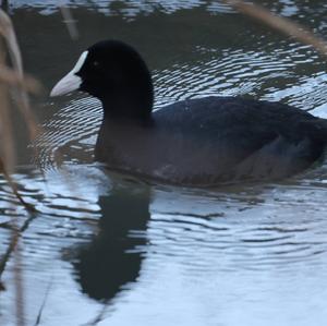 Common Coot