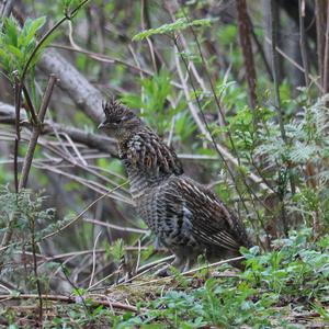 Ruffed Grouse