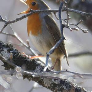 European Robin