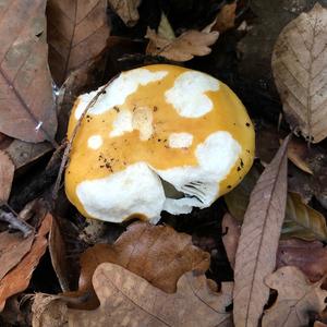 Yellow-ochre Russula