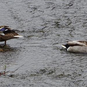 Mallard