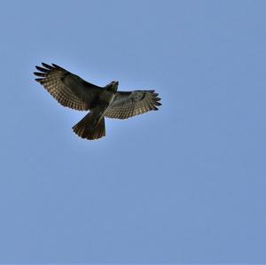 Rotschwanzbussard