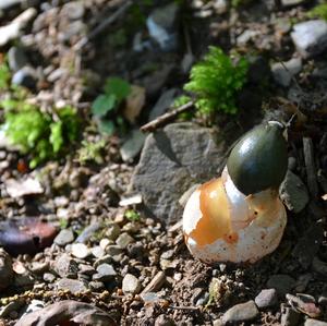 Stinkhorn, Common