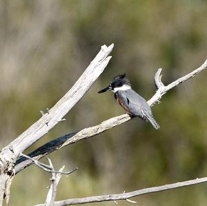 Belted Kingfisher