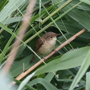 Eurasian Reed-warbler