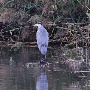 Grey Heron