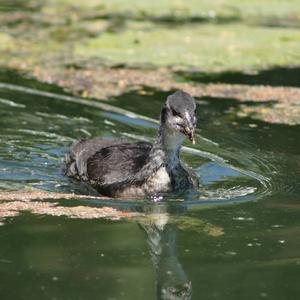 Bläßhuhn