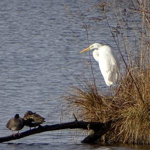 Great Egret