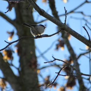 Willow Tit