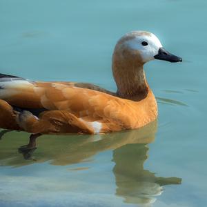 Ruddy Shelduck