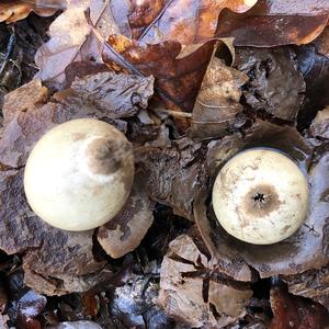 Collared Earthstar