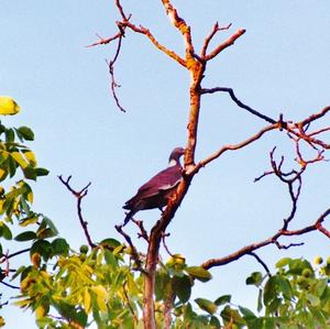 Common Wood-pigeon