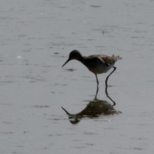 Marsh Sandpiper