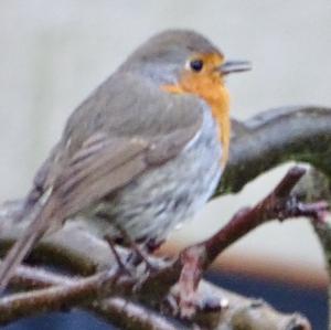 European Robin