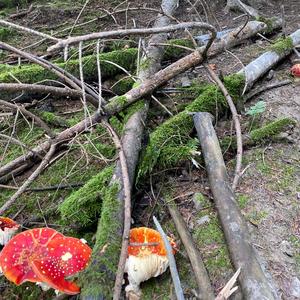 Fly Agaric