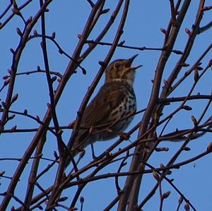 Song Thrush