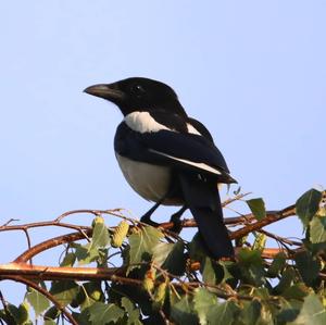 Black-billed Magpie