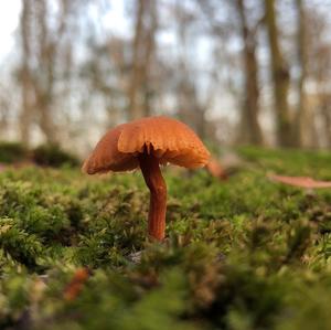 Fairy Ring Mushroom