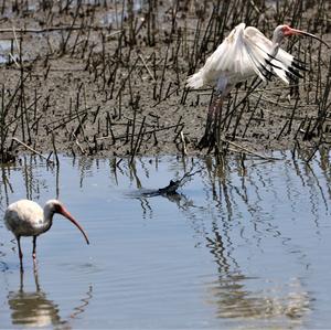 White Ibis