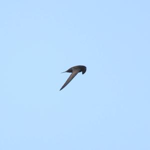 Common Swift