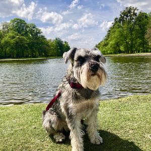 Miniature Schnauzer