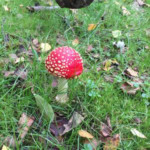 Fly Agaric