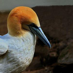 Northern Gannet