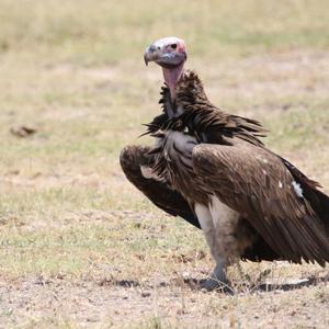 Lappet-faced Vulture