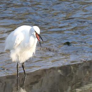 Little Egret