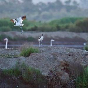 Pied Avocet