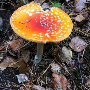 Fly Agaric