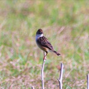 Zitting Cisticola