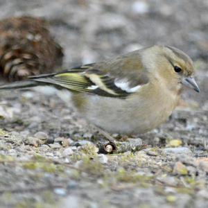 Eurasian Chaffinch