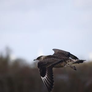 Parasitic Jaeger