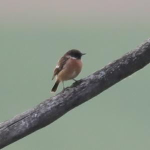 European stonechat