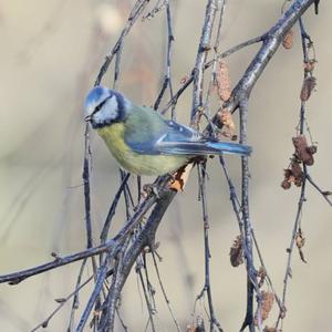 Blue Tit