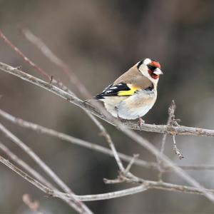 European Goldfinch