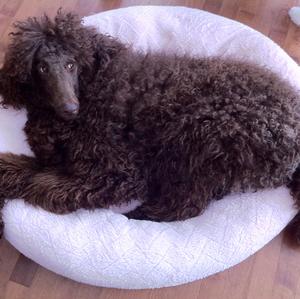 Poodle (Standard)