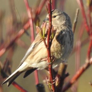 Eurasian Linnet