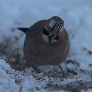 Eurasian Jay