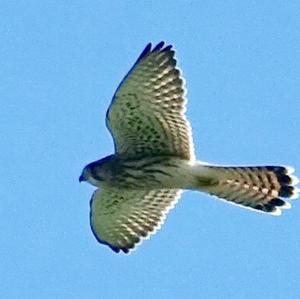 Common Kestrel