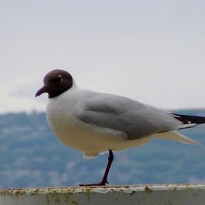 Black-headed Gull