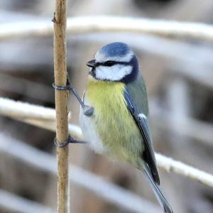 Blue Tit